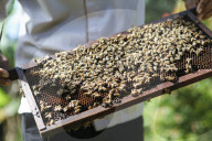Bee Tourism Park In Jakarta, Indonesia