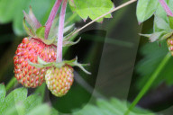 Wild Strawberry Plants