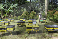 Bee Tourism Park In Jakarta, Indonesia