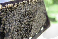 Bee Tourism Park In Jakarta, Indonesia