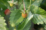 Wild Strawberry Plants