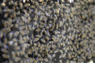 Bee Tourism Park In Jakarta, Indonesia