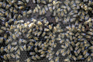 Bee Tourism Park In Jakarta, Indonesia