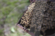 Bee Tourism Park In Jakarta, Indonesia
