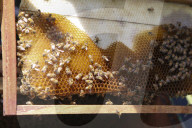 Bee Tourism Park In Jakarta, Indonesia