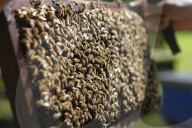 Bee Tourism Park In Jakarta, Indonesia