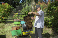 Bee Tourism Park In Jakarta, Indonesia