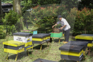 Bee Tourism Park In Jakarta, Indonesia