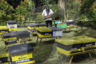 Bee Tourism Park In Jakarta, Indonesia