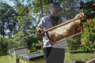 Bee Tourism Park In Jakarta, Indonesia