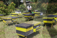 Bee Tourism Park In Jakarta, Indonesia