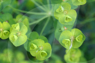 Wood Spurge