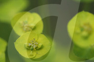 Wood Spurge