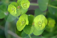 Wood Spurge