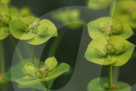 Wood Spurge