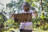 Bee Tourism Park In Jakarta, Indonesia