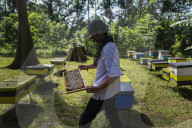 Bee Tourism Park In Jakarta, Indonesia