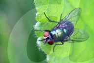 Common Green Bottle Fly