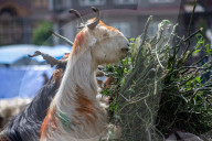 Eid Preparations In Kashmir