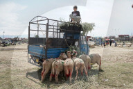Eid Preparations In Kashmir