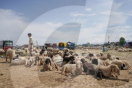 Eid Preparations In Kashmir