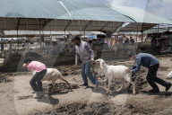 Eid Preparations In Kashmir