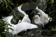 Great Egret Chick Feeding Time