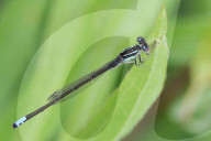 Damselfly