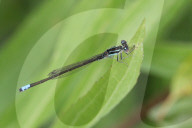 Damselfly
