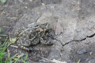 American Toad