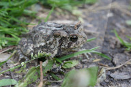 American Toad