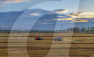 Wheat Harvest in Suqian