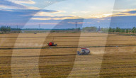 Wheat Harvest in Suqian