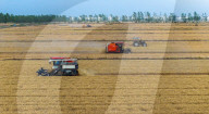 Wheat Harvest in Suqian