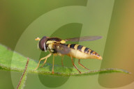Hoverfly