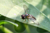 Hoverfly