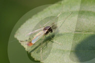 Lake Fly