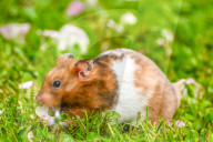 Hamster in wildflowers by Olivier Jarry-Lacombe