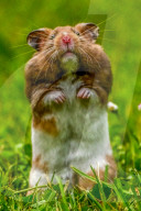 Hamster in wildflowers by Olivier Jarry-Lacombe