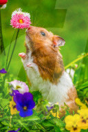 Hamster in wildflowers by Olivier Jarry-Lacombe