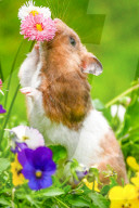 Hamster in wildflowers by Olivier Jarry-Lacombe