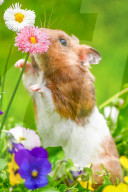 Hamster in wildflowers by Olivier Jarry-Lacombe