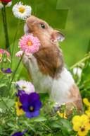 Hamster in wildflowers by Olivier Jarry-Lacombe