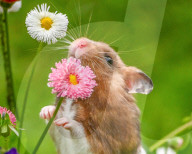 Hamster in wildflowers by Olivier Jarry-Lacombe