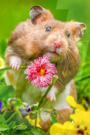 Hamster in wildflowers by Olivier Jarry-Lacombe