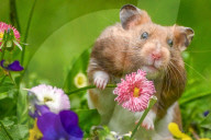 Hamster in wildflowers by Olivier Jarry-Lacombe