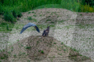 Wildlife In Ohio