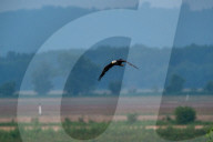 Wildlife In Ohio