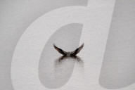 Wildlife In Ohio