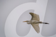 Wildlife In Ohio